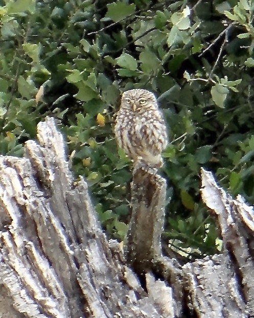 little owl